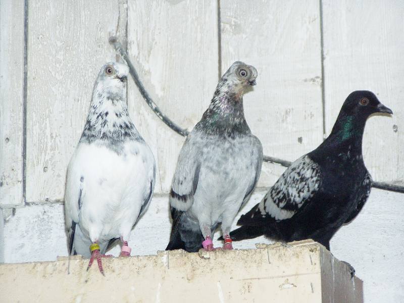 P1010020_2.JPG